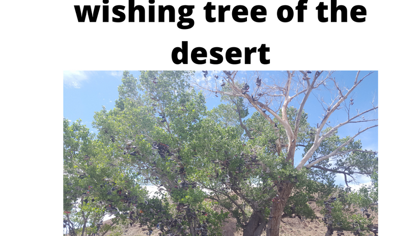 The magical wishing tree of the desert